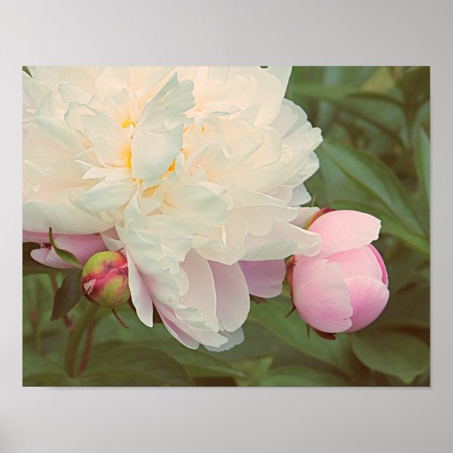 Peonies Rosa Peony Flower Poster (Framsidan)