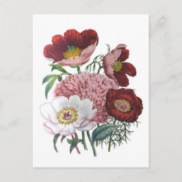 Peonies Vykort