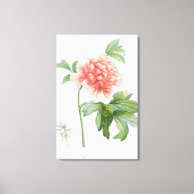 Peony, 1799 (färg-stipple print) canvastryck (Framsida)