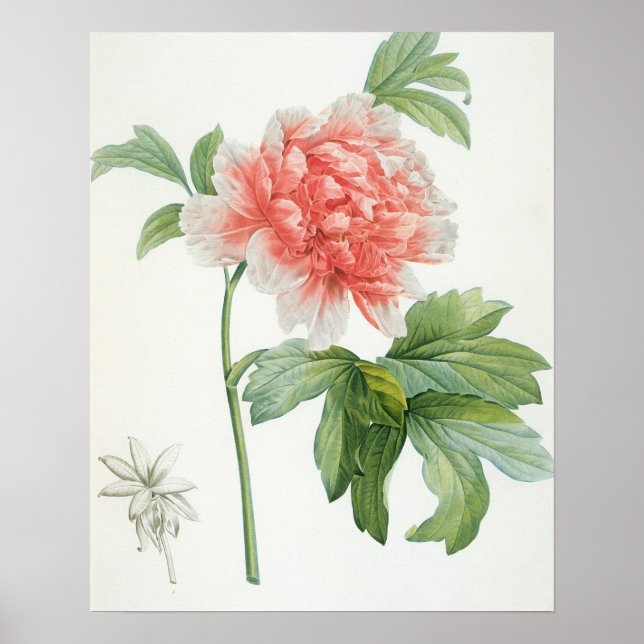 Peony, 1799 (färg-stipple print) poster (Framsidan)