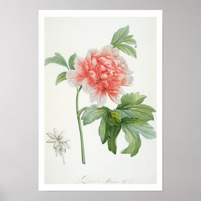 Peony, 1799 (färg-stipple print) poster (Framsidan)