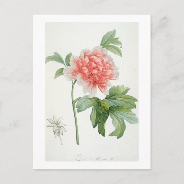 Peony, 1799 (färg-stipple print) vykort (Framsida)