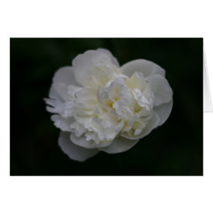 "peony" av Larry Coressel Hälsningskort