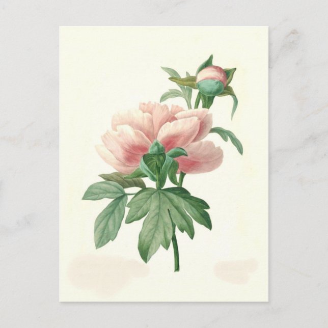 Peony av Pierre-Joseph Redouté Vykort (Framsida)