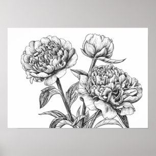 Peony bläck teckning poster