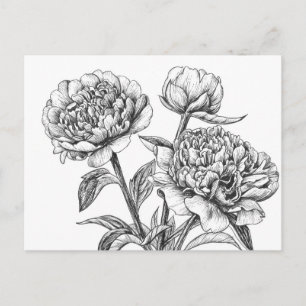 Peony bläck teckning vykort