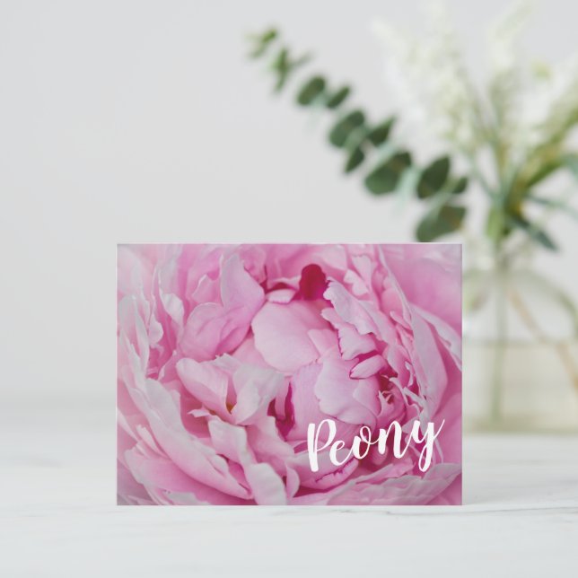 Peony Blommar Ro för blommor och trädgårdsälskare Helg Vykort (Stående Fram)
