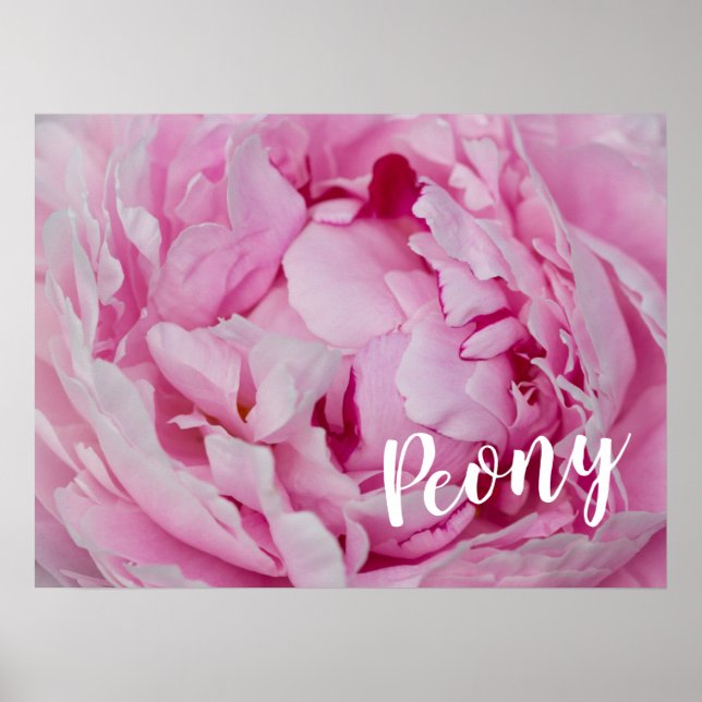 Peony Blommar Ro för blommor och trädgårdsälskare Poster (Framsidan)