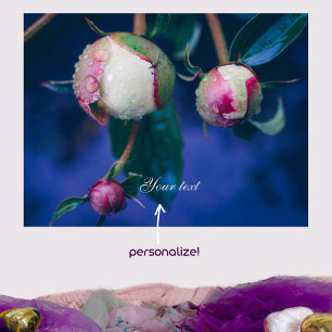 Peony-blommor efter regn poster