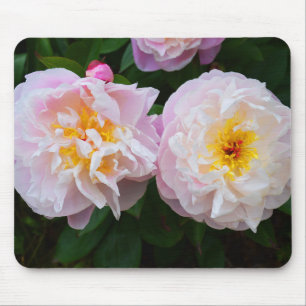 Peony-blommor Musmatta