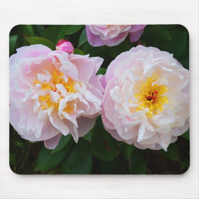 Peony-blommor Musmatta (Framsidan)