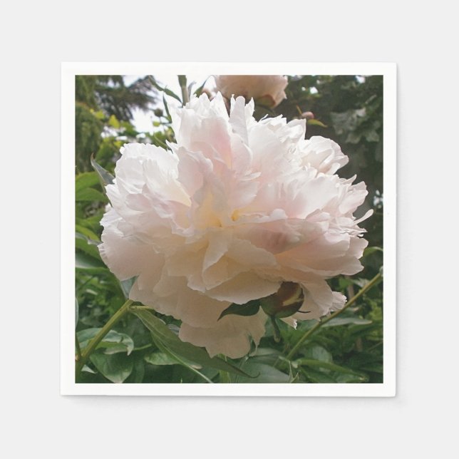 Peony. Blommor. Pappersservett (Framsidan)