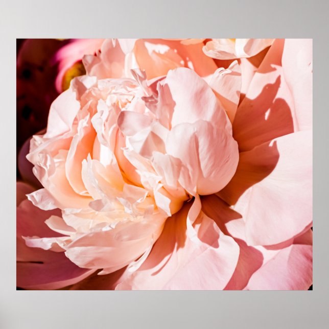 Peony-blommor som lyxbakgrund för blommigt, bröllo poster (Framsidan)