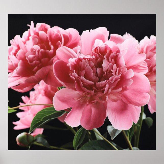 Peony Bouquet Closeup: Rosa Red Poster (Framsidan)