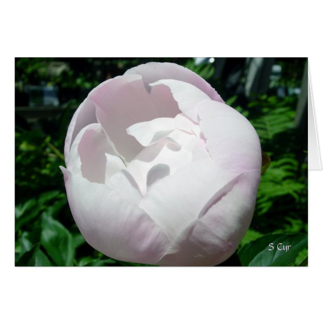 Peony Bubble Pop Hälsningskort (Framsidan Horizontal)