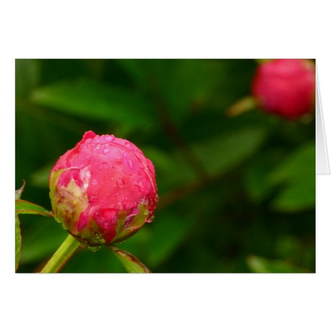 Peony Bud Card Hälsningskort (Framsidan Horizontal)