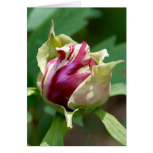 Peony Bud Hälsningskort