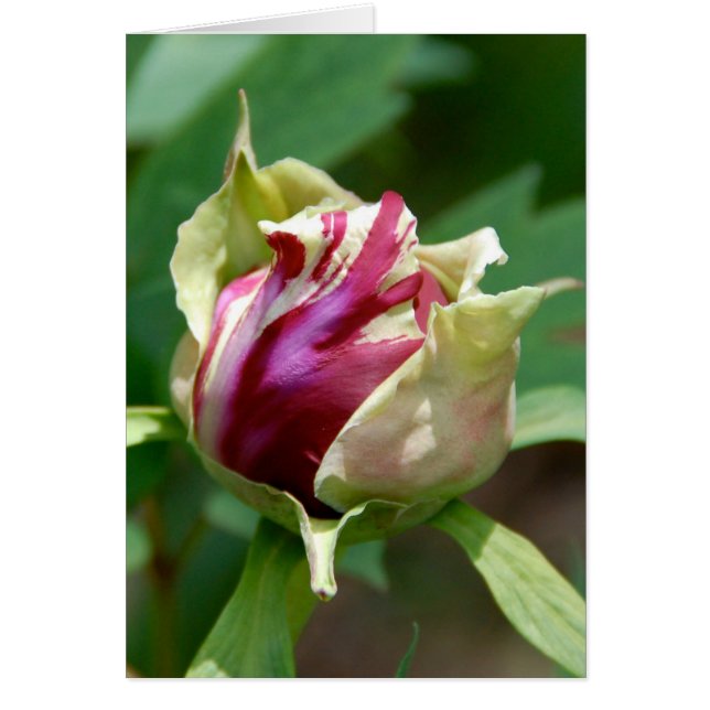 Peony Bud Hälsningskort (Framsidan)