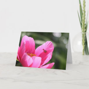 Peony "Chameleon" Kort
