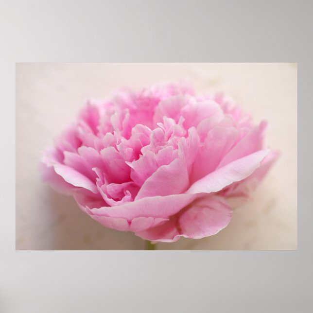 Peony Closeup Poster (Framsidan)
