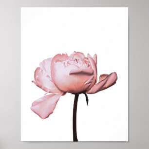 Peony Flower Blommigt Botanical Poster