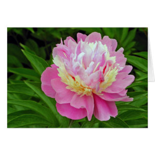 Peony Flower Hälsningskort
