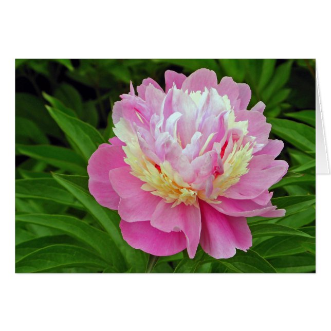 Peony Flower Hälsningskort (Framsidan Horizontal)