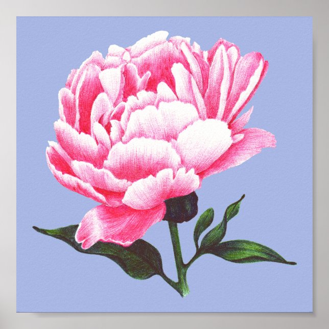 Peony Flower Illustration Pen Teckning Poster (Framsidan)