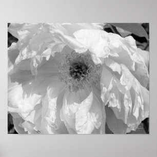 Peony Flower in Black and White Poster
