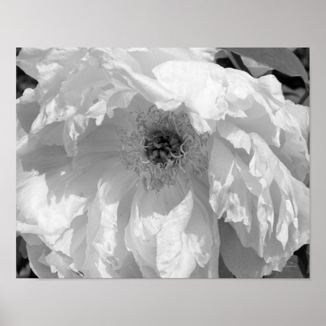 Peony Flower in Black and White Poster (Framsidan)