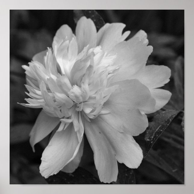 Peony Flower in Bloom Black and White Poster (Framsidan)