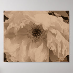 Peony Flower in Bloom in Vintage Sepia Poster
