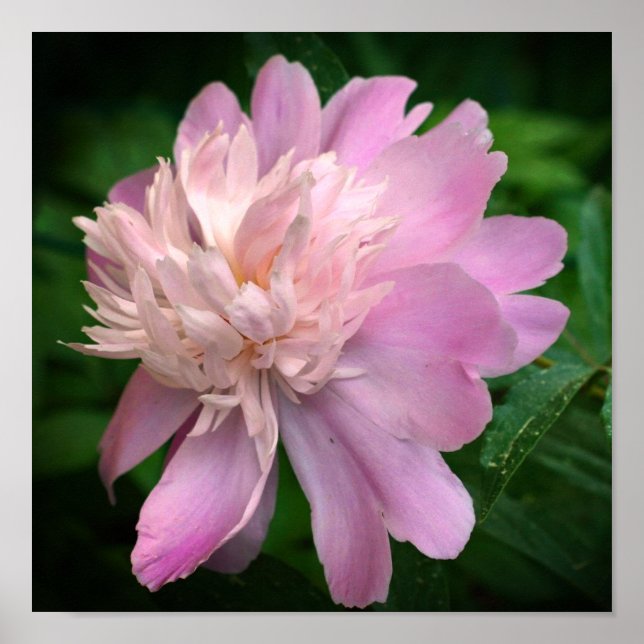 Peony Flower in Bloom Poster (Framsidan)