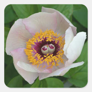 Peony Flower Stickers Fyrkantigt Klistermärke