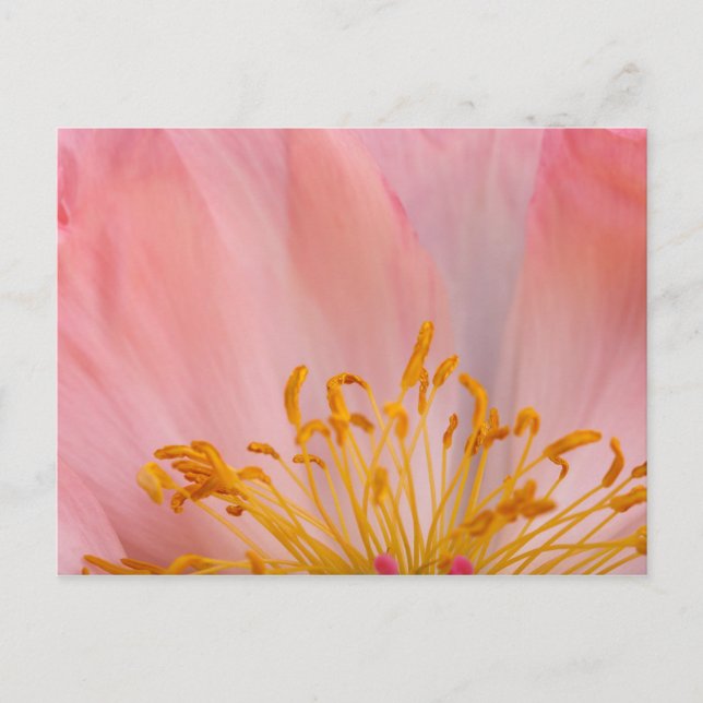 Peony Flower Vykort (Framsida)