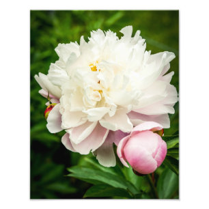 Peony Flowers Fototryck
