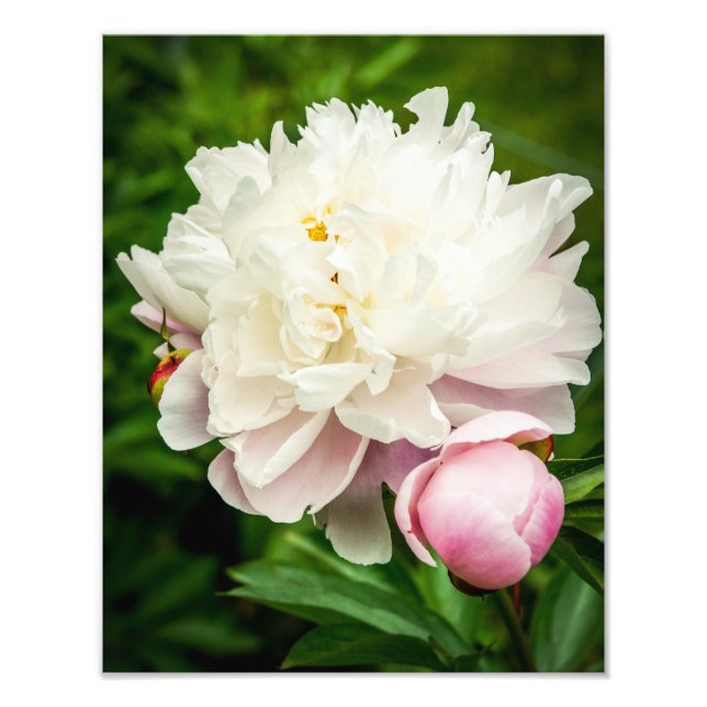 Peony Flowers Fototryck (Framsidan)