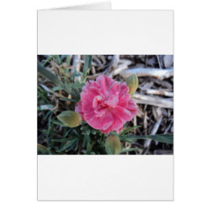 Peony Hälsningskort