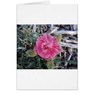 Peony Hälsningskort