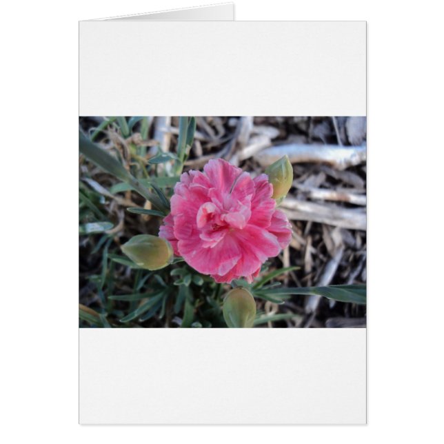 Peony Hälsningskort (Framsidan)