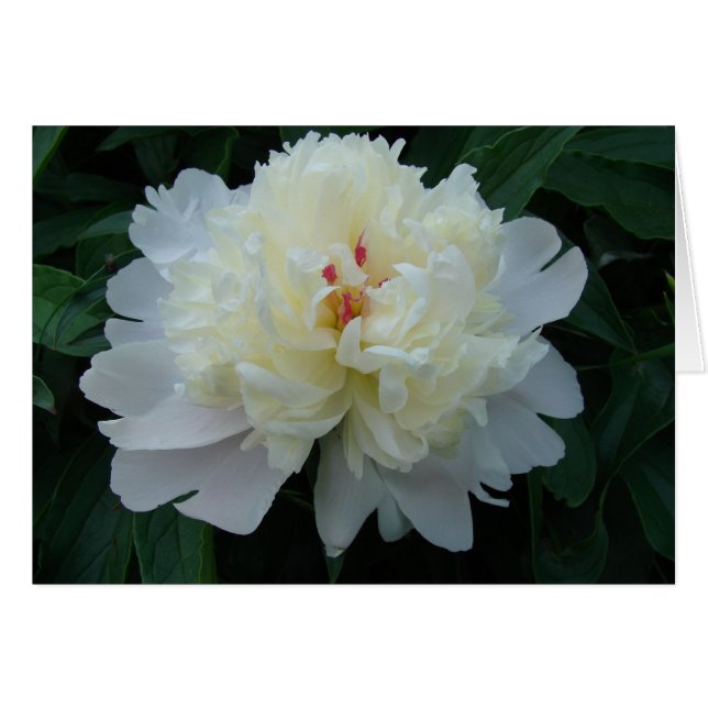Peony Hälsningskort (Framsidan Horizontal)
