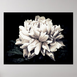 Peony i Black and White Poster