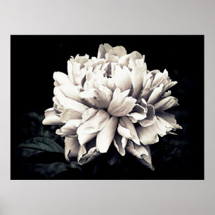 Peony i Black and White Poster