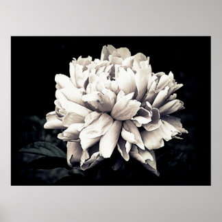 Peony i Black and White Poster