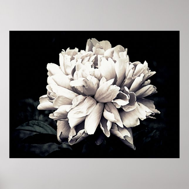 Peony i Black and White Poster (Framsidan)