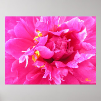 Peony i Bloom Poster