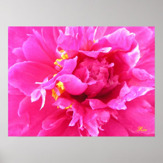 Peony i Bloom Poster (Framsidan)