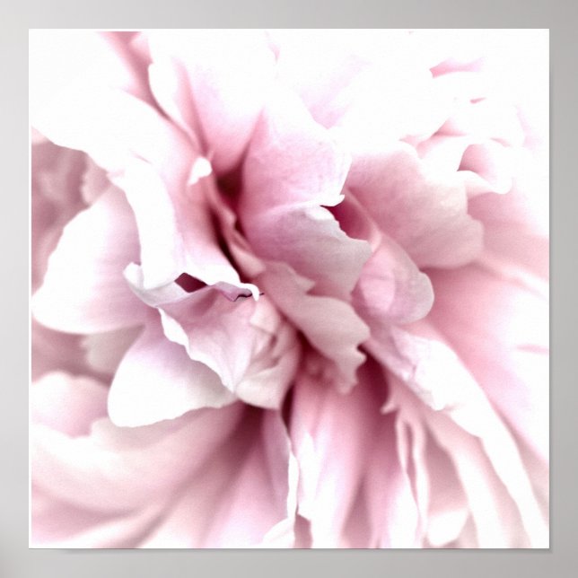 Peony i Macro med Digital Art Rosa Poster (Framsidan)