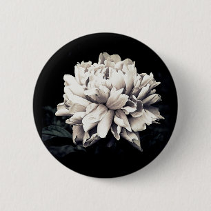 Peony Knapp