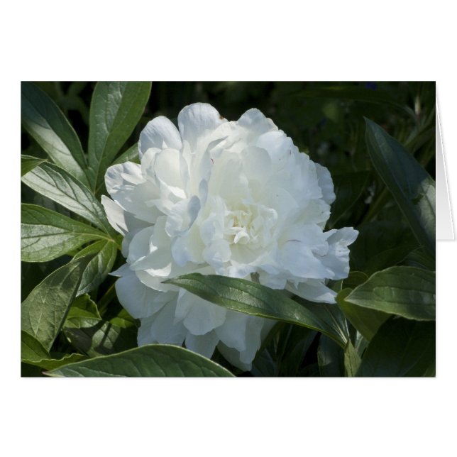 Peony-kort Hälsningskort (Framsidan Horizontal)